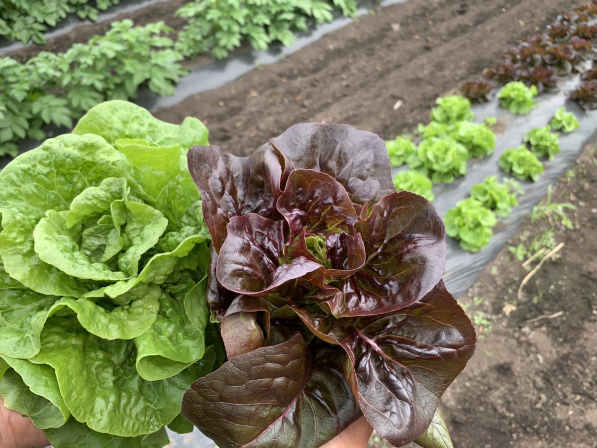 朝の香ファーム